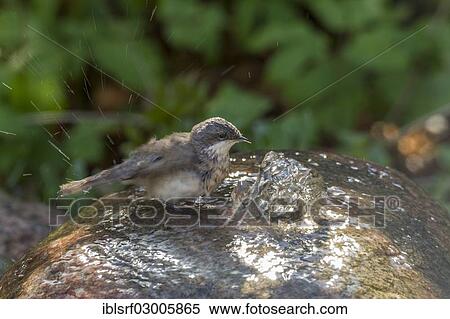 "Lesser Whitethroat (Sylvia curruca), Fuldabruck, Fuldabruck, Hesse, Germany, Europe" View Large Photo Image Stock Photography - "Lesser Whitethroat (Sylvia curruca), Fuldabruck, Fuldabruck, Hesse, Germany, Europe". Fotosearch