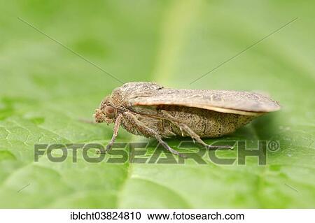 Stock Image - "Lesser Yellow Underwing (Noctua comes), North Rhine-Westphalia, Germany, Europe". Fotosearch