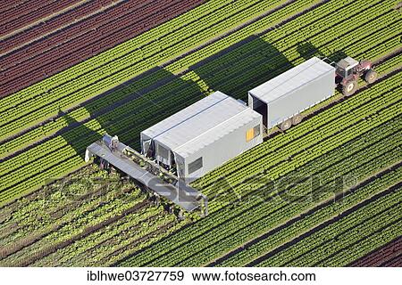 "Lettuce harvest and processing, aerial view, Trittau, Schleswig-Holstein, Germany, Europe" View Large Photo Image Stock Photo - "Lettuce harvest and processing, aerial view, Trittau, Schleswig-Holstein, Germany, Europe". Fotosearch