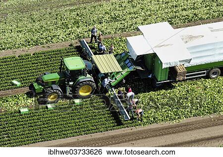 "Lettuce harvest in a field, Schwerin, Mecklenburg-Western Pomerania, Germany, Europe" View Large Photo Image Stock Photograph - "Lettuce harvest in a field, Schwerin, Mecklenburg-Western Pomerania, Germany, Europe". Fotosearch