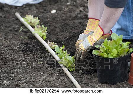 "Lettuce (Lactuca sativa), crop, planting out greenhouse grown plants, in garden vegetable plot, Lancashire, England, United Kingdom, Europe" View Large Photo Image Picture - "Lettuce (Lactuca sativa), crop, planting out greenhouse grown plants, in garden vegetable plot, Lancashire, England, United Kingdom, Europe". Fotosearch