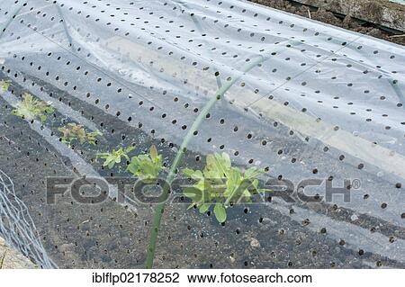 "Lettuce (Lactuca sativa), crop, growing in polythene tunnel cloche, in garden vegetable plot, Lancashire, England, United Kingdom, Europe" View Large Photo Image Stock Image - "Lettuce (Lactuca sativa), crop, growing in polythene tunnel cloche, in garden vegetable plot, Lancashire, England, United Kingdom, Europe". Fotosearch