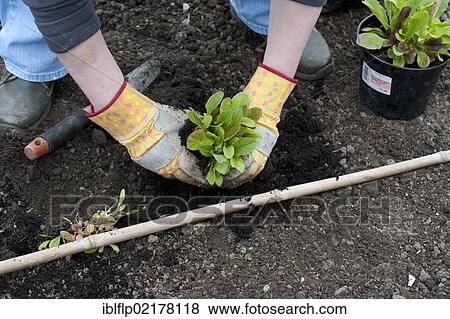 "Lettuce (Lactuca sativa), crop, planting out greenhouse grown plants, in garden vegetable plot, Lancashire, England, United Kingdom, Europe" View Large Photo Image Stock Photo - "Lettuce (Lactuca sativa), crop, planting out greenhouse grown plants, in garden vegetable plot, Lancashire, England, United Kingdom, Europe". Fotosearch