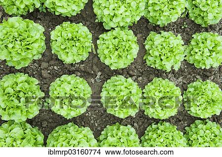Picture - "Lettuce (Lactuca sativa) in commercial cultivation, Rhineland-Palatinate, Germany, Europe". Fotosearch