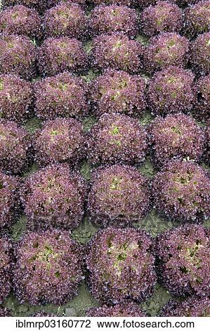 "Lettuce (Lactuca sativa) in commercial cultivation, Rhineland-Palatinate, Germany, Europe" View Large Photo Image Stock Image - "Lettuce (Lactuca sativa) in commercial cultivation, Rhineland-Palatinate, Germany, Europe". Fotosearch