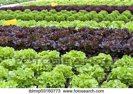 Stock Image - "Lettuce (Lactuca sativa) in commercial cultivation, Rhineland-Palatinate, Germany, Europe". Fotosearch