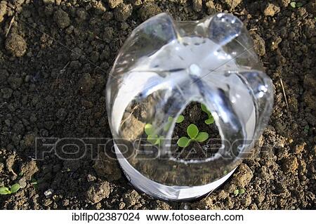"Lettuce (Lactuca sativa), 'Little Gem' seedlings, growing in plastic bottle cloche on garden vegetable plot, Bacton, Suffolk, England, United Kingdom, Europe" View Large Photo Image Picture - "Lettuce (Lactuca sativa), 'Little Gem' seedlings, growing in plastic bottle cloche on garden vegetable plot, Bacton, Suffolk, England, United Kingdom, Europe". Fotosearch