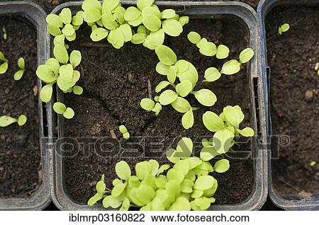 Lettuce (Lactuca sativa) seedlings in seedling pots View Large Photo Image Stock Image - Lettuce (Lactuca sativa) seedlings in seedling pots. Fotosearch