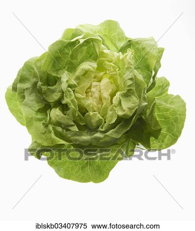 Stock Photography - Lettuce (Lactuca sativa). Fotosearch