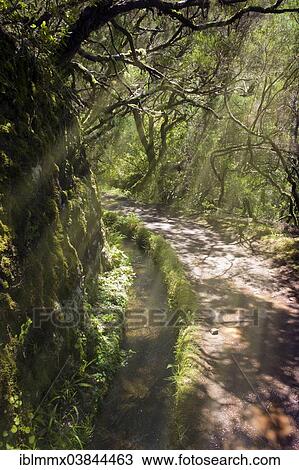 "Levada das 25 Fontes, Levada of 25 natural springs, artificial watercourse, Levada do Risco, Rabacal, Ribeira do Raposo, Madeira, Portugal, Europe" View Large Photo Image Stock Image - "Levada das 25 Fontes, Levada of 25 natural springs, artificial watercourse, Levada do Risco, Rabacal, Ribeira do Raposo, Madeira, Portugal, Europe". Fotosearch