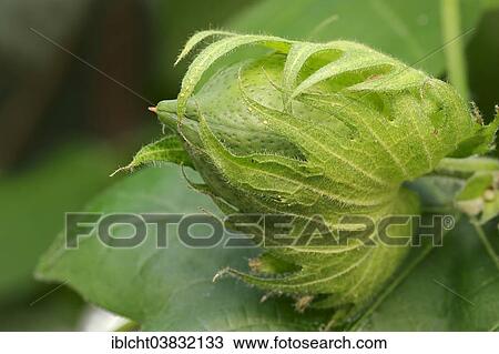 "Levant Cotton (Gossypium herbaceum), fruit, native to Southwest Asia" View Large Photo Image Stock Image - "Levant Cotton (Gossypium herbaceum), fruit, native to Southwest Asia". Fotosearch