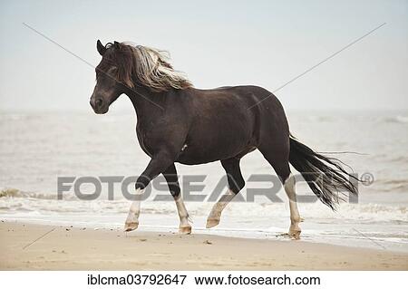 "Lewitzer gelding, pony, running at a trot while roaming free on the beach of Borkum, Lower Saxony, Germany, Europe" View Large Photo Image Stock Photo - "Lewitzer gelding, pony, running at a trot while roaming free on the beach of Borkum, Lower Saxony, Germany, Europe". Fotosearch