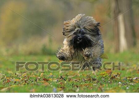 "Lhasa Apso jumping, Germany, Europe" View Large Photo Image Stock Photo - "Lhasa Apso jumping, Germany, Europe". Fotosearch