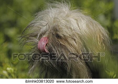 "Lhasa Apso, portrait, Germany, Europe" View Large Photo Image Stock Image - "Lhasa Apso, portrait, Germany, Europe". Fotosearch
