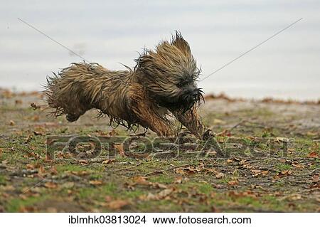 Picture - Lhasa Apso running at a lake. Fotosearch