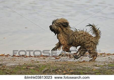 Lhasa Apso running at a lake View Large Photo Image Stock Image - Lhasa Apso running at a lake. Fotosearch