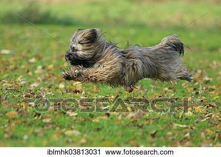 "Lhasa Apso running, Germany, Europe" View Large Photo Image Stock Image - "Lhasa Apso running, Germany, Europe". Fotosearch