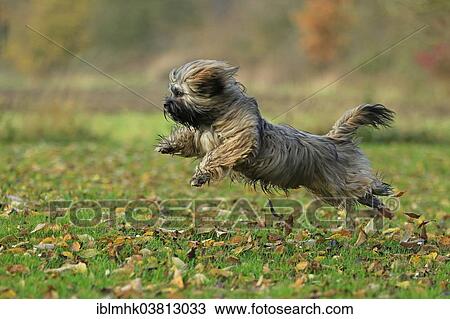 Stock Image - "Lhasa Apso running, Germany, Europe". Fotosearch
