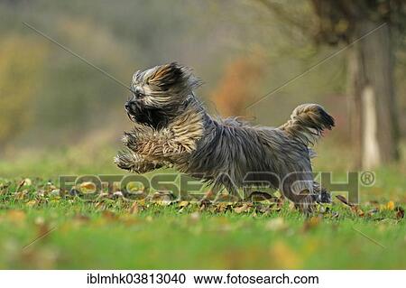 "Lhasa Apso running, Germany, Europe" View Large Photo Image Stock Image - "Lhasa Apso running, Germany, Europe". Fotosearch