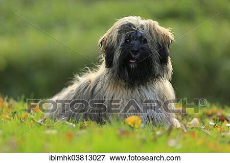 "Lhasa Apso sitting, Germany, Europe" View Large Photo Image Stock Photo - "Lhasa Apso sitting, Germany, Europe". Fotosearch