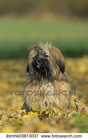 Stock Photo - "Lhasa Apso sitting in foliage, Germany, Europe". Fotosearch