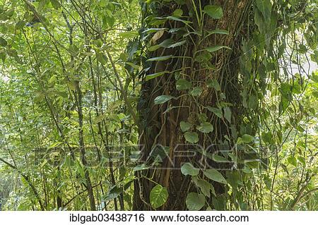 Stock Photograph - "Licania (Licania tomentosa), Rio de Janeiro Botanical Gardens, Rio de Janeiro, Rio de Janeiro State, Brazil, South America". Fotosearch
