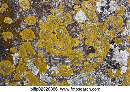 Stock Photograph - "Lichen (Caloplaca flavescens), and other lichen species, growing on old gravestone in churchyard, Stoke Pero Church, Stoke Pero, Exmoor, Somerset, England, United Kingdom, Europe". Fotosearch