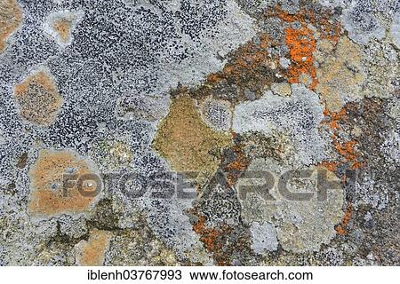 "Lichen growing on a rock, Harz, Saxony-Anhalt, Germany, Europe" View Large Photo Image Stock Image - "Lichen growing on a rock, Harz, Saxony-Anhalt, Germany, Europe". Fotosearch