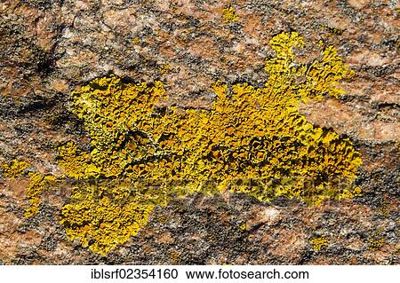 "Lichen on a marbled rock on the Baltic Coast, Fehmarn Island, Schleswig-Holstein, Germany, Europe" View Large Photo Image Stock Image - "Lichen on a marbled rock on the Baltic Coast, Fehmarn Island, Schleswig-Holstein, Germany, Europe". Fotosearch
