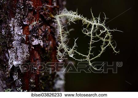 Stock Image - "Lichen on a tree trunk, Guandera, Northern Ecuador, Ecuador, South America". Fotosearch