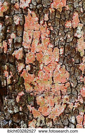 Stock Photo - "Lichen or Christmas wreath lichen (Cryptothecia rubrocincta) on tree trunk, Myakka River State Park, Florida, United States, North America". Fotosearch