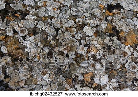 "Lichens, Lozere, Languedoc-Roussillon, France, Europe" View Large Photo Image Stock Photo - "Lichens, Lozere, Languedoc-Roussillon, France, Europe". Fotosearch