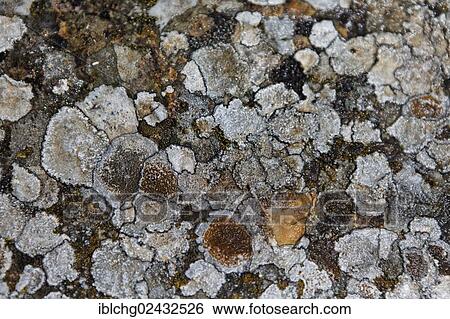 "Lichens, Lozere, Languedoc-Roussillon, France, Europe" View Large Photo Image Stock Photograph - "Lichens, Lozere, Languedoc-Roussillon, France, Europe". Fotosearch