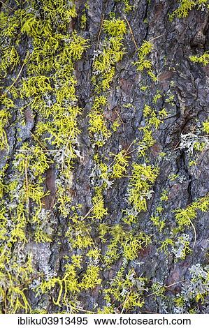 Stock Photography - "Lichens on a dead Swiss pine (Pinus cembra) in the pine forest God Tamangur, Val S-charl, Swiss National Park, Graubunden, Switzerland, Europe". Fotosearch