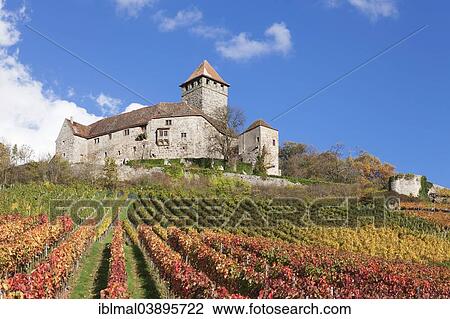 "Lichtenberg Castle, vineyard, in autumn, Oberstenfeld, Baden-Wurttemberg, Germany, Europe" View Large Photo Image Stock Image - "Lichtenberg Castle, vineyard, in autumn, Oberstenfeld, Baden-Wurttemberg, Germany, Europe". Fotosearch