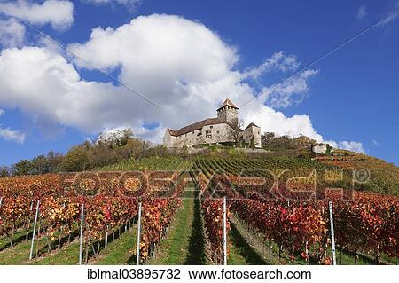 Stock Image - "Lichtenberg Castle, vineyard, in autumn, Oberstenfeld, Baden-Wurttemberg, Germany, Europe". Fotosearch