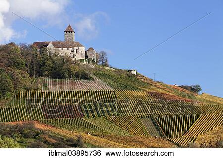 "Lichtenberg Castle, vineyard, in autumn, Oberstenfeld, Baden-Wurttemberg, Germany, Europe" View Large Photo Image Stock Photograph - "Lichtenberg Castle, vineyard, in autumn, Oberstenfeld, Baden-Wurttemberg, Germany, Europe". Fotosearch