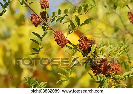 "Licorice (Glycyrrhiza glabra), branch with fruit, Germany, Europe" View Large Photo Image Stock Photo - "Licorice (Glycyrrhiza glabra), branch with fruit, Germany, Europe". Fotosearch