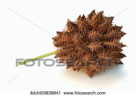 "Licorice (Glycyrrhiza glabra), fruit" View Large Photo Image Stock Image - "Licorice (Glycyrrhiza glabra), fruit". Fotosearch