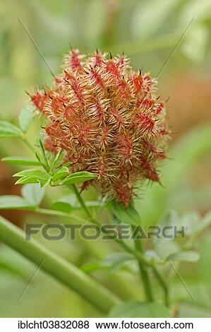 "Licorice (Glycyrrhiza glabra), fruit, Germany, Europe" View Large Photo Image Stock Photo - "Licorice (Glycyrrhiza glabra), fruit, Germany, Europe". Fotosearch