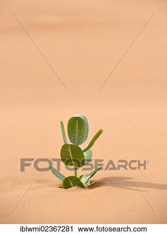 "Life in the desert, endangered Welsh's Milkweed (Asclepias welshii), Coral Pink Sand Dunes State Park, Utah, Southwest, United States of America, USA" View Large Photo Image Stock Image - "Life in the desert, endangered Welsh's Milkweed (Asclepias welshii), Coral Pink Sand Dunes State Park, Utah, Southwest, United States of America, USA". Fotosearch