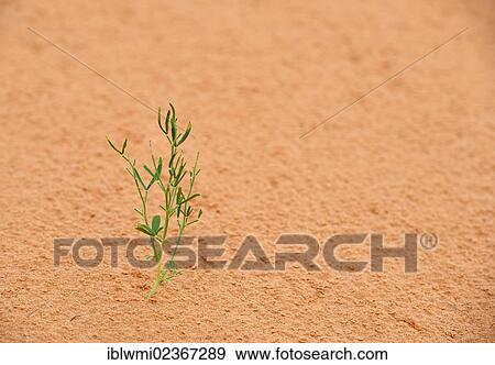 "Life in the desert, Mormon Tea (Ephedra viridis), Coral Pink Sand Dunes State Park, Utah, Southwest, United States of America, USA" View Large Photo Image Stock Photo - "Life in the desert, Mormon Tea (Ephedra viridis), Coral Pink Sand Dunes State Park, Utah, Southwest, United States of America, USA". Fotosearch