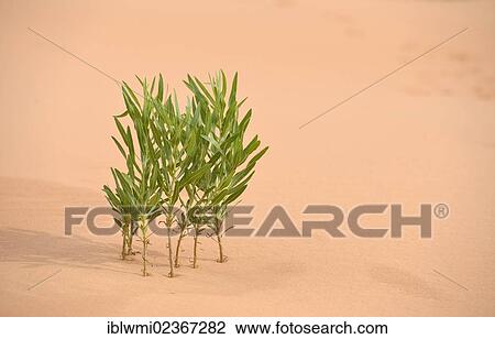 "Life in the desert, Rabbitbrush (Chrysotamnus sp. ), Coral Pink Sand Dunes State Park, Utah, Southwest, United States of America, USA" View Large Photo Image Stock Image - "Life in the desert, Rabbitbrush (Chrysotamnus sp. ), Coral Pink Sand Dunes State Park, Utah, Southwest, United States of America, USA". Fotosearch