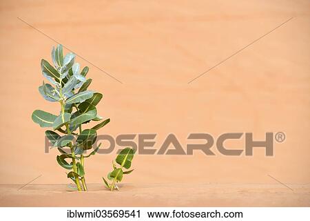 "Life in the desert, Welsh's Milkweed (Asclepias welshii), a silk plant species, endangered species, Coral Pink Sand Dunes State Park, Utah, United States, North America" View Large Photo Image Stock Image - "Life in the desert, Welsh's Milkweed (Asclepias welshii), a silk plant species, endangered species, Coral Pink Sand Dunes State Park, Utah, United States, North America". Fotosearch