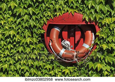 Stock Photo - "Lifebuoy, Woodbine (Parthenocissus tricuspidata), Bavaria, Germany, Europe". Fotosearch