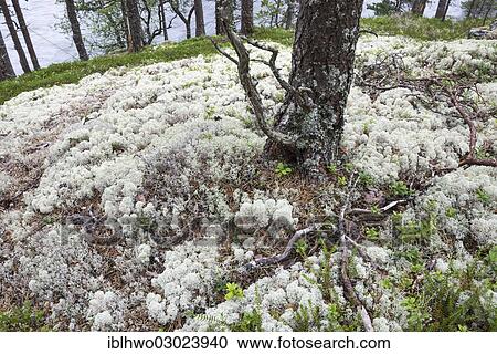 Stock Image - "Light-coloured Reindeer Lichen or Caribou Moss (Cladonia rangiferina) covering the forest floor, Husedal-Tal, Kinsarvik, Hordaland, Western Norway, Norway, Europe". Fotosearch