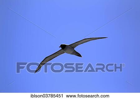 "Light-mantled Albatross (Phoebetria palpebrata), adult, flying, Weddell Sea, Antarctica" View Large Photo Image Stock Image - "Light-mantled Albatross (Phoebetria palpebrata), adult, flying, Weddell Sea, Antarctica". Fotosearch
