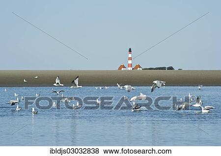 "Lighthouse and seagulls, Westerheversand, Westerhever, Eiderstedt, North Frisia, Schleswig-Holstein, Germany, Europe" View Large Photo Image Stock Photo - "Lighthouse and seagulls, Westerheversand, Westerhever, Eiderstedt, North Frisia, Schleswig-Holstein, Germany, Europe". Fotosearch