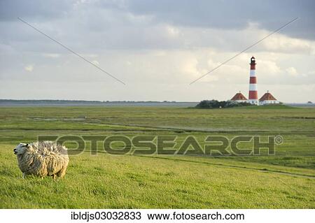 "Lighthouse and sheep, Westerheversand, Westerhever, Eiderstedt, North Frisia, Schleswig-Holstein, Germany, Europe" View Large Photo Image Stock Image - "Lighthouse and sheep, Westerheversand, Westerhever, Eiderstedt, North Frisia, Schleswig-Holstein, Germany, Europe". Fotosearch