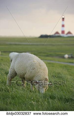 Stock Photo - "Lighthouse and sheep, Westerheversand, Westerhever, Eiderstedt, North Frisia, Schleswig-Holstein, Germany, Europe". Fotosearch